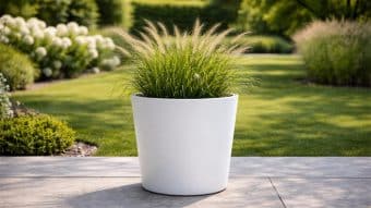 Na patio stoi duża biała Donica aluminiowa Silvestro 1, wypełniona trawą ozdobną z wysokimi, pierzastymi główkami nasion. W tle tętniący życiem zielony trawnik i kwitnące krzewy podkreślają spokojną atmosferę ogrodu.