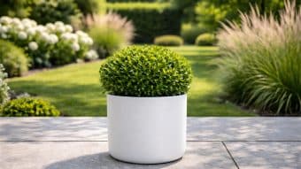 Okrągły, starannie przycięty krzew bukszpanu siedzi w eleganckiej Donicy aluminiowej Tiziano 1 na kamiennym patio. W tle bujne trawniki, wysokie trawy ozdobne i kwitnące białe hortensje rozjaśniają słoneczny dzień.