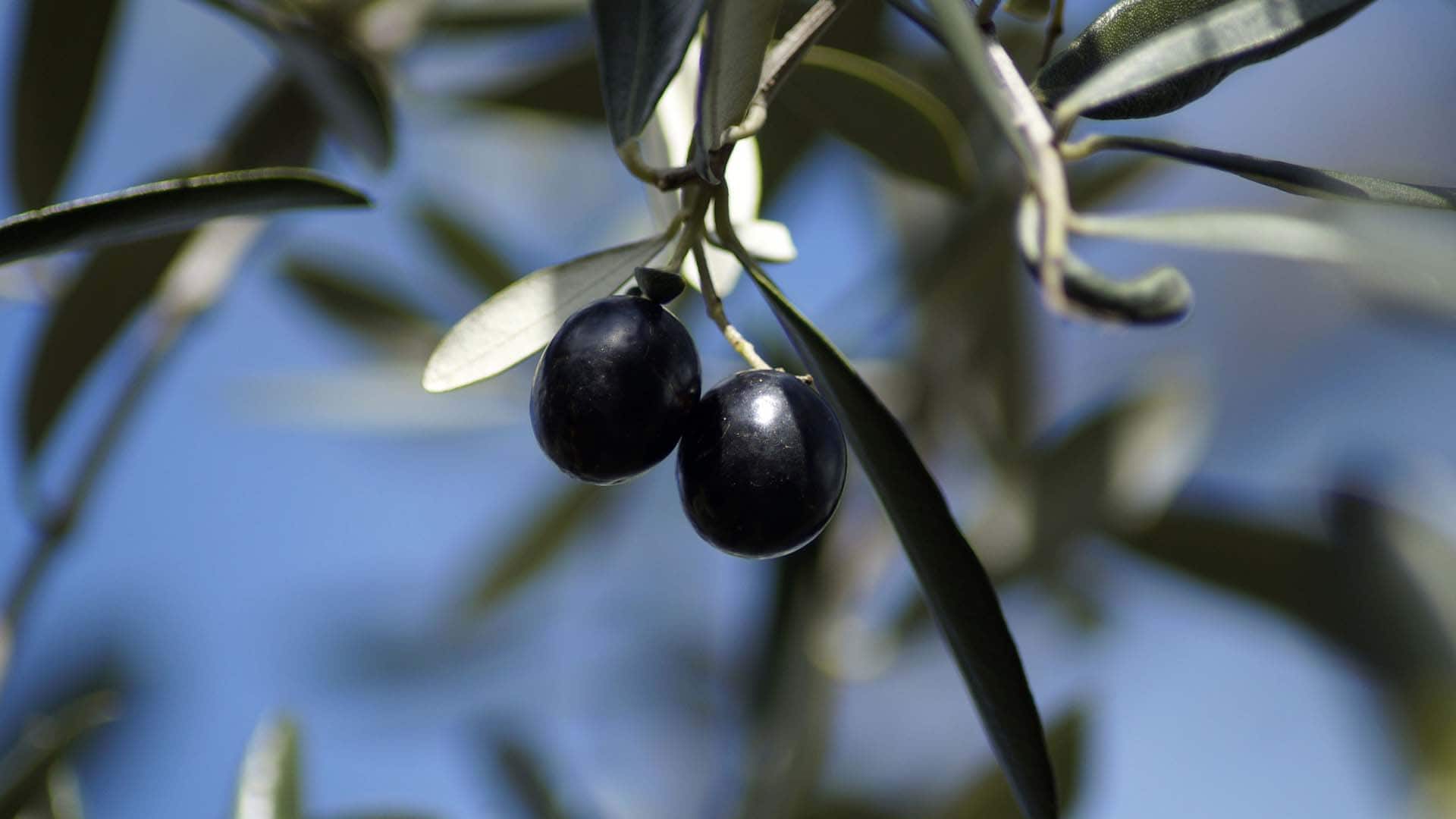 donice dla drzewek oliwnych