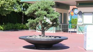 Czarna donica betonowa okrągła (misa) z sosną bonsai i kamiennym ściółkowaniem przy wejściu do parku rozrywki