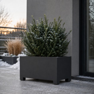 Czarna prostokątna donica na nóżkach na zimowym tarasie z odporną rośliną zimozieloną