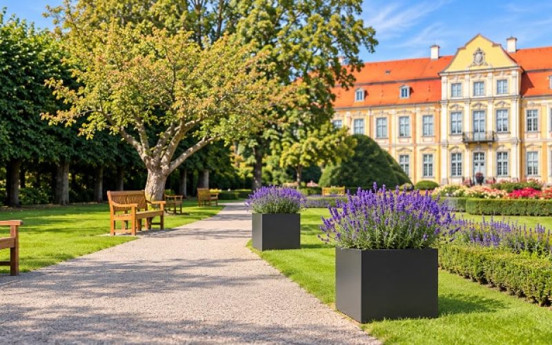 Czarne donice z lawendą w eleganckim ogrodzie Dwie czarne, kwadratowe donice z lawendą ustawione przy trawniku w reprezentacyjnym ogrodzie, z pałacowym budynkiem w tle.