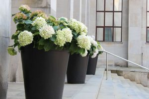 Donice betonowe z hortensjami ustawione przy schodach przed budynkiem muzeum